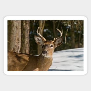 White-tailed Deer Sticker